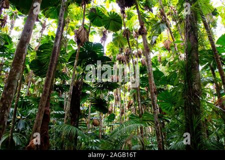 Vista ad angolo basso di un boschetto con grandi foglie in una giungla sotto la luce del sole Foto Stock