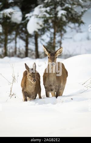 Red Deer hind e vitello guadare attraverso la neve profonda in inverno Foto Stock