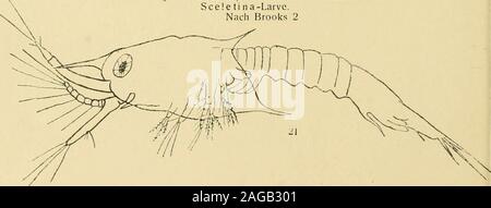 . Decapoden. 23. Lucifero, Erstes Larvenstadium - Nauplitis, 0,2 mm lang.Lucifero, Zweites Larvenstadium - Metanauplius, 0,22 mm langLucifer, [)rittes Larvenstadium - Erste Protozoea, 0,5 mm langLucifer, Viertes Larvenstadium - Zweite Protozoea, 0,67 mm langLucifer, Fünftes Larvenstadium - Letzte Protozoea (Ericlittiina), 0,87 mm lang Ventralansicht.Lucifero, Sechstes Larvenstadium - Zoea, 1,2 mm lang.Lucifero, Siebentes Larvenstadium - Schizopoden-Stadium (S ce i e t t i n un).Lucifero, Neuntes Larvenstadium - Seele ti na-Larve.Nach Brooks 2. Crtistacea Decapoda. VI 351 Foto Stock