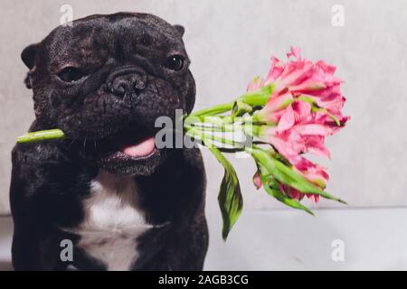 Divertente cane con un fiore nella sua bocca. Bulldog francese cucciolo. Fiore colore rosa della Rosa Foto Stock