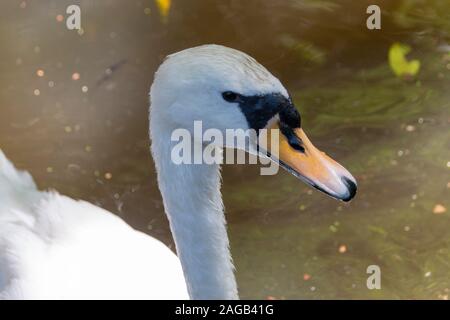 Un vicino la vista in pianta di un cigno in seduta l'acqua torbida. Foto Stock