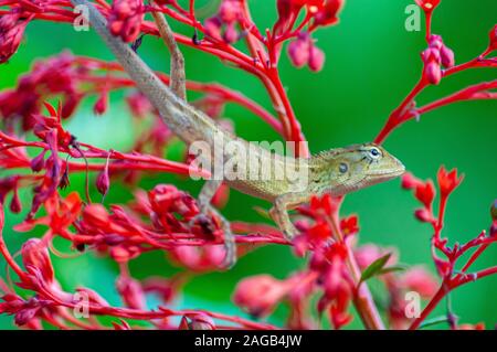 Primo piano di una lucertola su bellissimi fiori rossi uno sfondo sfocato Foto Stock