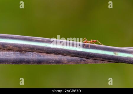 Fotografia macro ripresa di una forte formica rossa su un palo in metallo con sfondo verde sfocato Foto Stock