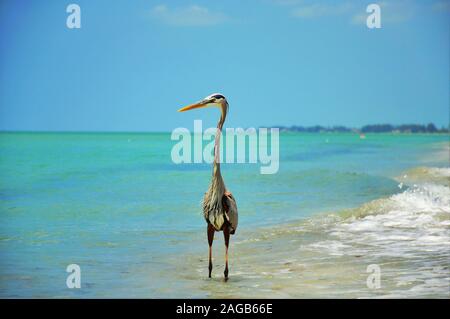 Bellissimo airone blu in piedi sulla spiaggia godendo di tempo caldo Foto Stock