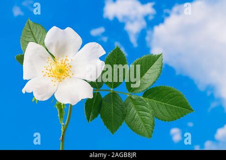 Romantico Wild Rose fiore dettaglio della testa sulla molla blu sullo sfondo del cielo. Rosa canina. Bella spinoso ramoscello di radica, foglie verdi e un delicato fiore bianco. Foto Stock