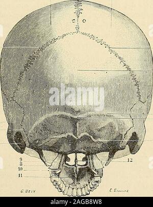 . Traité d'anatomie humaine : anatomie descrittivo, histologie, développement. sa ligne externe oblique, qui se dirige en haut et en arrière et sontrou mentonnier-, qui souvre un peu au-dessus de cette ligne. 3 Face supérieure. - La face supérieure, en rapport avec la base du crâne,sétend depuis larticulation naso-frontale, punto extrême antérieur, jusquà la par-tie la plus reculée de larticulation sphéno-vomérienne, punto extrême postérieur.Elle ne saurait nous arrêter longtemps, la plupart de ses régions devant être dé-crites en détail, dans larticle suivant à propos de lorbite et des foss Foto Stock