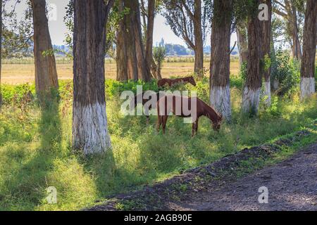 Tre cavalli pascolano tra gli alberi in prossimità della strada, il Kirghizistan Foto Stock