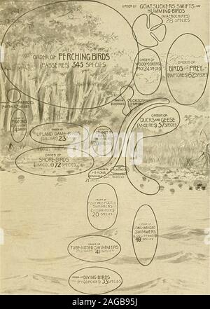 . L'American Natural History : una fondazione di conoscenze utili degli animali superiori del Nord America. sociation dei due in oneOrder non è soddisfacente e non suscettibili di stand. Gli ordini Columbae, Gallinae e Paludicolae si trovano su theuplands, immediatamente al di sopra della Limicolae, o la sponda di uccelli. Il Herodoines (aironi, garzette e Bitterns) intervallo lungo la shorefrom mare, fino al fiume, all'interno del lago, wdiile il Anseres-Ducksand oche-lago di copertura, al fiume e al mare. I Fenicotteri ordine-Odontoglossae-è dell'acqua poco profonda di un estuario, collegando gli aironi e le anatre. Il Steganopo Foto Stock