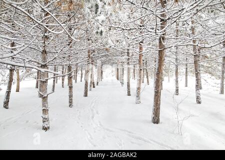 Alberi e Orme nella neve bosco invernale Foto Stock