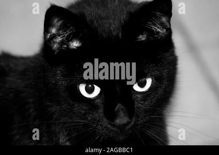 Una foto in bianco e nero del volto di un gatto nero Foto Stock