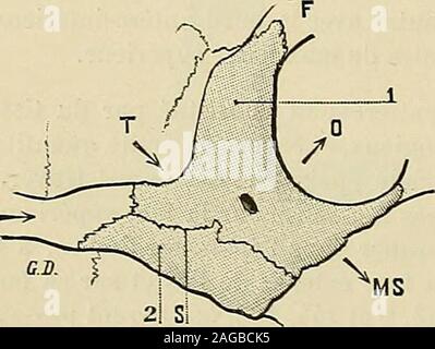 . Traité d'anatomie humaine : anatomie descrittivo, histologie, développement. Fig. 14b.Costituzione théorique de los malairc. 1. prêmalaire. - 2, poslmalaire. - 3. livpomalaîre. -O. orbite. - T. fosse temporale. - F, frontale. - MS,maxillaire supérieur. - SS, la sutura des pièces malaires.. Foto Stock