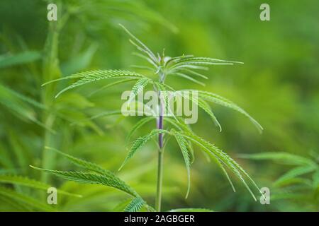 Campo di marijuana. Foglie di marijuana, cannabis su uno sfondo verde, splendido sfondo, oudoor coltivazione Foto Stock