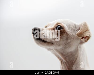 Capo White Russian toy Terrier guardando in lontananza Foto Stock
