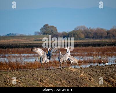 Sandhill gru di Staten Island preservare, California Foto Stock