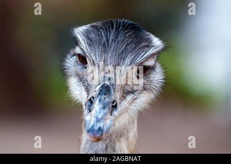 Primo piano di un carino rhea grande isolato su un sfondo sfocato Foto Stock