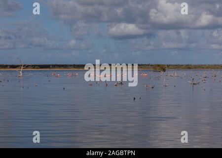 Gruppo di simpatici fenicotteri rosa che si affacciano nel mezzo dell'oceano a Bonaire, Caraibi Foto Stock