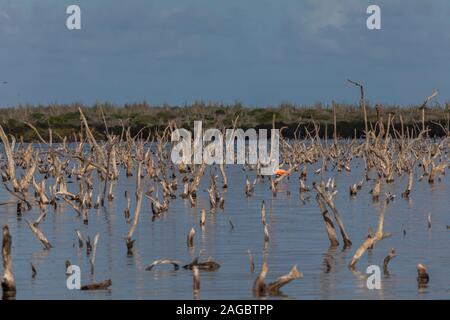 Gruppo di simpatici fenicotteri rosa che si affacciano sull'oceano a Bonaire, Caraibi Foto Stock