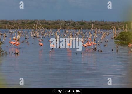 Gruppo di simpatici fenicotteri rosa che si affacciano sull'oceano a Bonaire, Caraibi Foto Stock