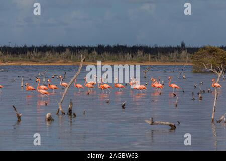 Gruppo di simpatici fenicotteri rosa che si affacciano sull'oceano a Bonaire, Caraibi Foto Stock