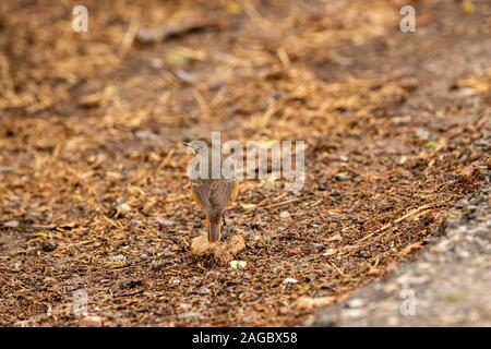 Nero o redstart Phoenicurus ochruros al parco nazionale di Keoladeo bharatpur Rajasthan in India Foto Stock