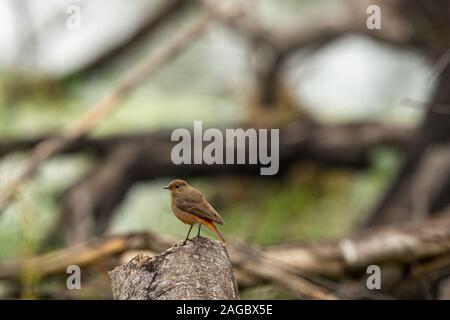 Nero o redstart Phoenicurus ochruros al parco nazionale di Keoladeo bharatpur Rajasthan in India Foto Stock