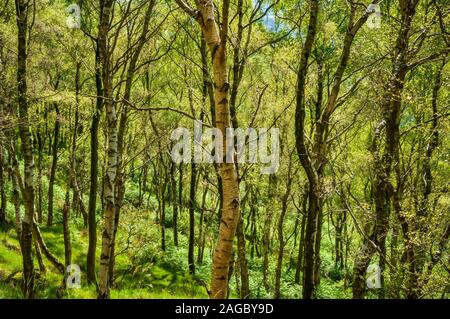 Argento di betulle in un sole luminoso che cresce su un ripido pendio a bolo cava di collina vicino a Grindleford, Peak District Foto Stock