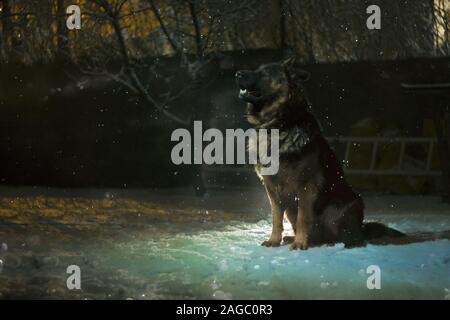 Un incredibile colpo di luce su un cane da pastore tedesco che guarda ai bellissimi fiocchi di neve che cadono Foto Stock