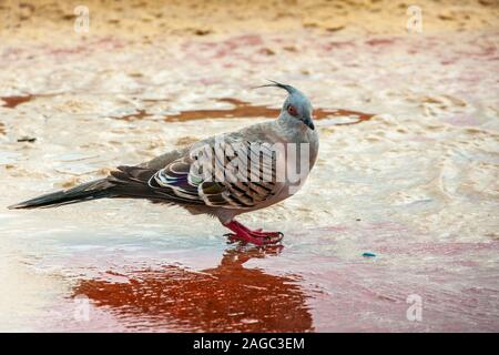 Newcastle, Australia - 10 dicembre 2009: Vista dettagliata del crested pigeon con piedi rosso in bianco surf acqua sulla spiaggia. Sabbia rossastra. Foto Stock