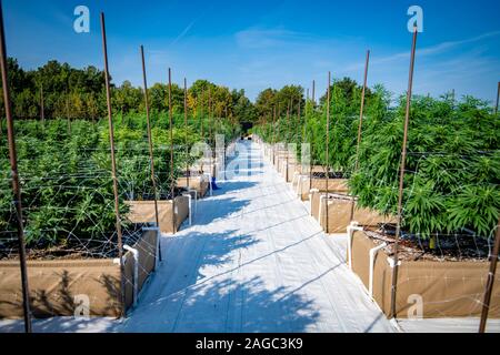 Ben organizzato di piantatrici impostato in righe , Cambridge, Maryland, Stati Uniti d'America Foto Stock