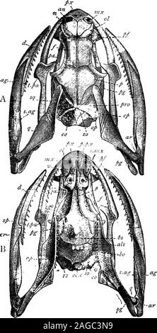 . Contorni di zoologia. e pochi di numero. Ogni fang ha un canale grooveor verso il basso che il veleno di flussi. Quando il functionalfangs sono rotti, essi sono sostituiti da reserve zanne whichlie dietro di loro. Nell'uovo-eating Dasypeltis africana theteeth sono rudimentali, ma le spine inferiori di alcune delle vertebre anteriore progetto sulla parete dorsale di thegullet, e servono per rompere le uova di gusci. Quando un serpente velenoso scioperi, la mandibola è abbassata,l'estremità distale del quadrato è spinta in avanti (questo pushesforward il pterygoid), il pterygo-palatino giunto è piegato, themaxilla viene ruotato sul suo lachr Foto Stock