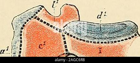 . Traité d'anatomie humaine : anatomie descrittivo, histologie, développement. lc£±L . Foto Stock