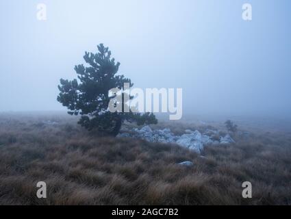 Paesaggio cupo con un solo albero in Istria, Croazia Foto Stock