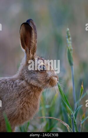 Brown lepre Lepus europaeus adulto in un campo di grano, Suffolk, Regno Unito, Giugno Foto Stock