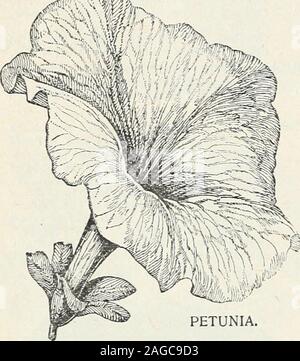 . Bulbi e sementi : autunno 1899. TRIMARDEAU PANSY. 28 D. M. FERRY & CO., Detroit, Mich. PANSY, continuato. per pkt. * Imperatore Guglielmo, indaco, centro scuro lo Re dei neri lo ** Odier, o macchiati di grandi dimensioni e grandi, ciascun petalo spotted 15 • giallo puro 10 variegato e striato 10 Gold emarginati 10 • Violetta, bianco refilato 10 Signore Beaconsfield, porpora viola, shad-ing per bianco 10 *• Snow Queen o un fiocco di neve, fiori di un delicato bianco puro 10 * Peacock, una bella e grande fiore-var iety. I petali superiori sono un handsomeshade di blu oltremare, molto resemb-ling le macchie blu su un parafango pavoni Foto Stock