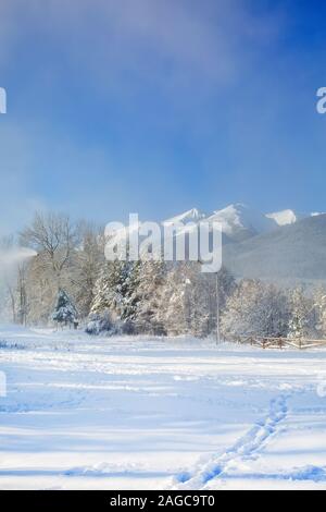 Natale o Capodanno panorama invernale con neve foresta di pini, montagna Pirin picchi visualizza Foto Stock