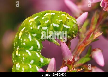 Bel giallo Underwing moth caterpillar (Anarta myrtilli) su heather. Tipperary, Irlanda Foto Stock