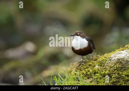 Dipper Cinclus cinclus uccello adulto dormire su un muschio coperto rock, Derbyshire, Regno Unito, Aprile Foto Stock