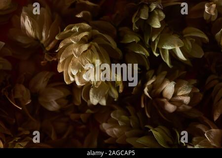 Vista ravvicinata del secco Sementi Luppolo in coni isolati su sfondo nero Foto Stock