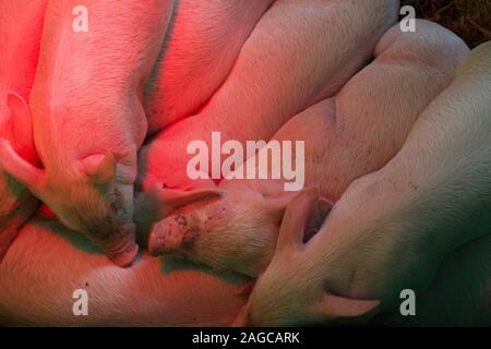 Suinetti neonati sotto una lampada di calore Foto Stock