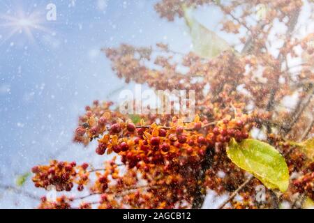 Bacche rosse su un ramo di albero con luce di neve che cade e piccolo sole flare Foto Stock