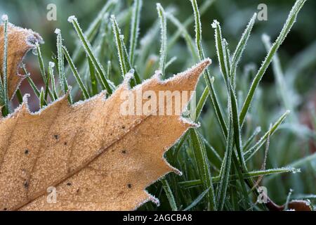 Caduto il dolce foglie di castagno (Castanea sativa) coperto di brina. Tipperary, Irlanda Foto Stock