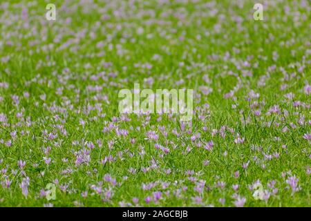 Un gruppo di autunno crocusses (Colchicum autumnale) in un prato verde prato Foto Stock