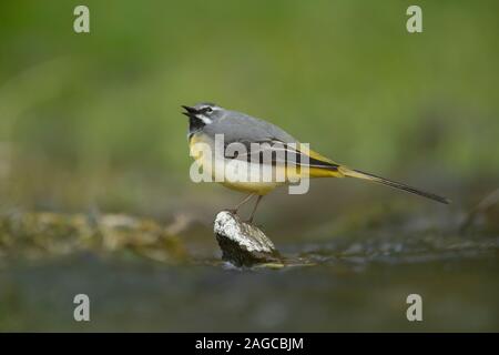 Gray wagtail Motacilla cinerea maschio adulto bird chiamando mentre arroccato su una piccola roccia in una veloce esecuzione di fiume, Derbyshire, Regno Unito, Aprile Foto Stock
