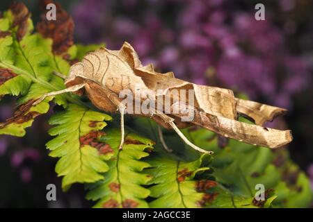 Vista laterale di sfumature di angolo di Tarma (Phlogophora meticulosa) arroccato su di felce. Tipperary, Irlanda Foto Stock