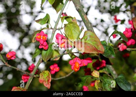 Close up di fiori con frutti di un mandrino bush, chiamato anche Euonymus europaea o Pfaffenhütchen, shallow DOF, Bokeh di fondo Foto Stock