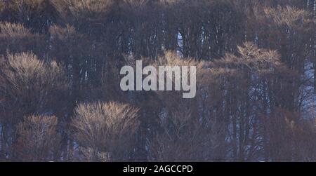 Foto panoramica degli alberi della montagna Medvednica a Zagabria, Croazia Foto Stock