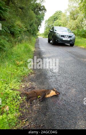 Martora Martes martes adulto morto su una strada, Scozia, Agosto Foto Stock