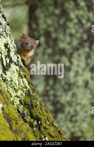 Martora Martes martes adulto su un pino silvestre tronco di albero, Scozia, Agosto Foto Stock