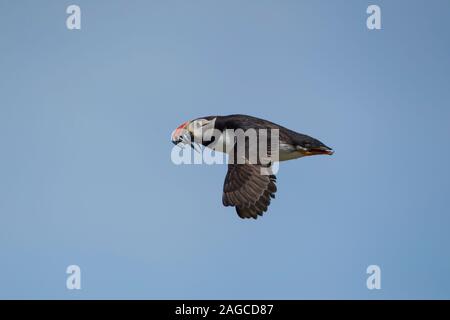 Puffin Fratercula arctica uccello adulto in volo portando un becco pieno di cicerelli, farne islands, Northumberland, Regno Unito, Luglio Foto Stock