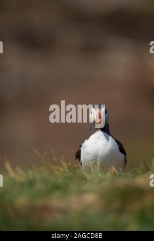 Puffin Fratercula arctica uccello adulto in cima a una scogliera, farne islands, Northumberland, Regno Unito, Luglio Foto Stock